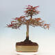 Vonkajší bonsai - Acer palmatum Atropurpureum - Javor dlanitolistý červený - 3/5