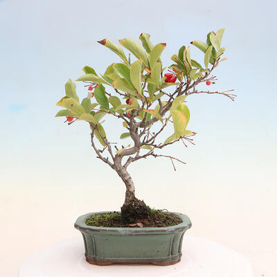 Vonkajší bonsai - Pourthiaea villosa - Blýskalka chlpatá - 3