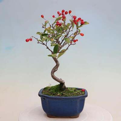 Vonkajší bonsai - Pourthiaea villosa - Blýskalka chlpatá - 3