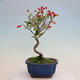 Vonkajší bonsai - Pourthiaea villosa - Blýskalka chlpatá - 3/5