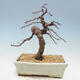 Vonkajší bonsai -Larix decidua - Smrekovec opadavý - 3/5