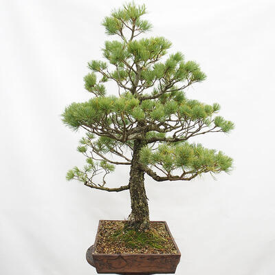 Vonkajší bonsai - Pinus parviflora - Borovica drobnokvetá - 3