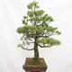 Vonkajší bonsai - Pinus parviflora - Borovica drobnokvetá - 3/5