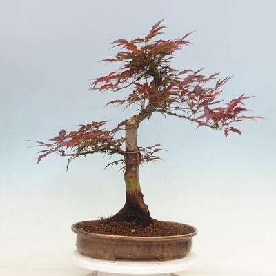 Vonkajší bonsai - Acer palmatum Atropurpureum - Javor dlanitolistý červený - 3
