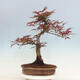 Vonkajší bonsai - Acer palmatum Atropurpureum - Javor dlanitolistý červený - 3/5