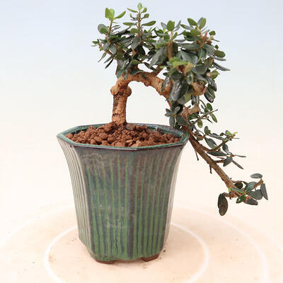 Izbová bonsai - Olea europaea sylvestris -Oliva európska drobnolistá - 3