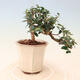 Izbová bonsai - Olea europaea sylvestris -Oliva európska drobnolistá - 3/5