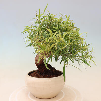 Izbová bonsai - Ficus nerifolia - malolistý fikus - 3