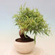 Izbová bonsai - Ficus nerifolia - malolistý fikus - 3/4