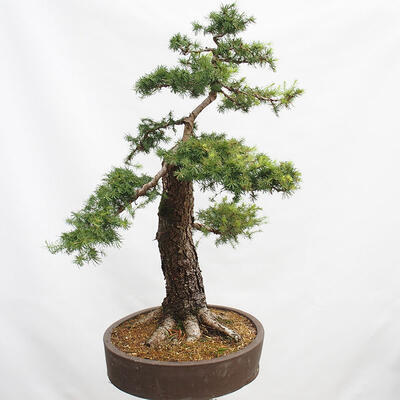 Vonkajší bonsai Smrekovec opadavý Larix decidua - 3
