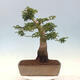Vonkajší bonsai -Javor dlaňovitolistý Acer palmatum Shishigashira - 3/5