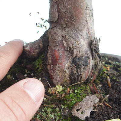 Vonkajšie bonsai - Taxus Bacatá - Tis červený - 3