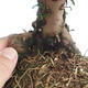 Vonkajšie bonsai - Taxus Bacatá - Tis červený - 3/3