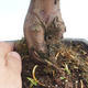 Vonkajšie bonsai - Taxus Bacatá - Tis červený - 3/3