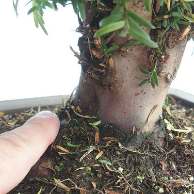 Vonkajšie bonsai - Taxus Bacatá - Tis červený - 3