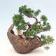 Vonkajší bonsai - Juniperus chinensis Itoigawa-Jalovec čínsky - 3/4