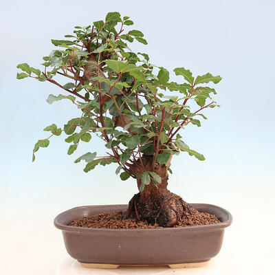 Izbová bonsai - Rohovnik obecny, svätojansky chlieb-Ceratonia sp. - 3