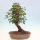 Izbová bonsai - Rohovnik obecny, svätojansky chlieb-Ceratonia sp. - 3/4