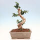 Izbová bonsai - Olea europaea sylvestris -Oliva európska drobnolistá - 3/7