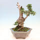 Izbová bonsai - Olea europaea sylvestris -Oliva európska drobnolistá - 3/6