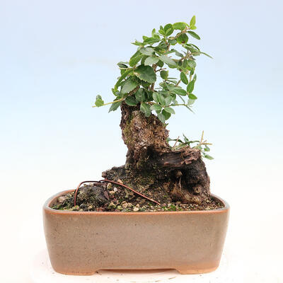 Izbová bonsai - Jamovec širokolistý - Phillyrea latifolia - 3