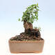Izbová bonsai - Jamovec širokolistý - Phillyrea latifolia - 3/5
