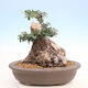Izbová bonsai - Olea europaea sylvestris -Oliva európska drobnolistá - 3/7