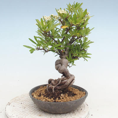 Vonkajšia bonsai-Pyracanta Teton -Hlohyně - 3