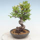 Vonkajšia bonsai-Pyracanta Teton -Hlohyně - 3/5