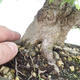 Vonkajší bonsai -Carpinus CARPINOIDES - Hrab kórejský - 3/3