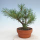 Vonkajšie bonsai - Pinus Sylvestris - Borovica lesná - 3/3