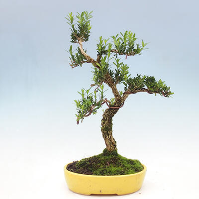 Izbová bonsai - Buxus harlandii -korkový buxus - 3