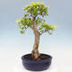 Izbová bonsai - Duranta erecta Aurea - 3/5