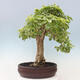 Izbová bonsai - Durant erecta aurea - 3/5