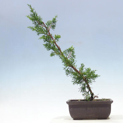 Vonkajšie bonsai - Juniperus chinensis Itoigawa-Jalovec čínsky - 3
