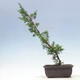 Vonkajšie bonsai - Juniperus chinensis Itoigawa-Jalovec čínsky - 3/4