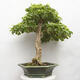 Izbová bonsai - Durant erecta aurea - 3/5