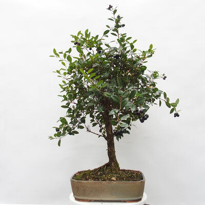 Izbová bonsai  - Syzygium - Pimentovník - 3