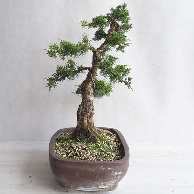 Vonkajšie bonsai - Juniperus chinensis -Jalovec čínsky - 3