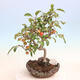 Vonkajší bonsai -Malus halliana - Maloplodé jabloň - 3/7