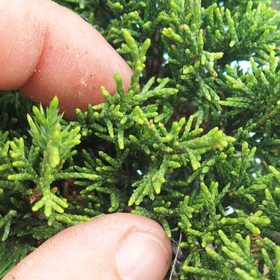 Vonkajšie bonsai - Juniperus chinensis Itoigava-Jalovec čínsky - 3