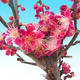 Vonkajší bonsai -Japonská marhuľa - Prunus mume - 3/6