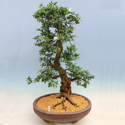 Vonkajší bonsai - Japonská azalka SATSUKI- Azalea SHUSHUI - 3