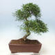 Izbová bonsai - Ficus nerifolia - malolistý fikus - 3/4