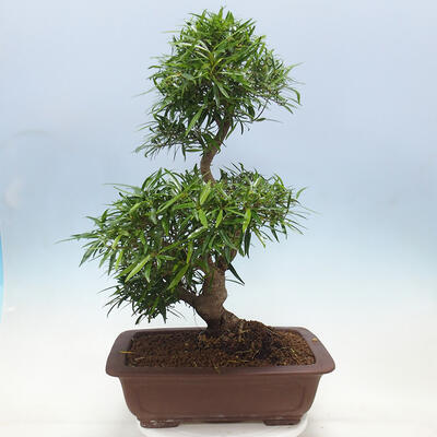 Izbová bonsai - Ficus nerifolia - malolistý fikus - 3