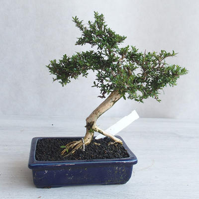 Izvová bonsai - Serissa japonica - malolistá - 3