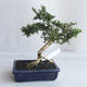 Izvová bonsai - Serissa japonica - malolistá - 3/6