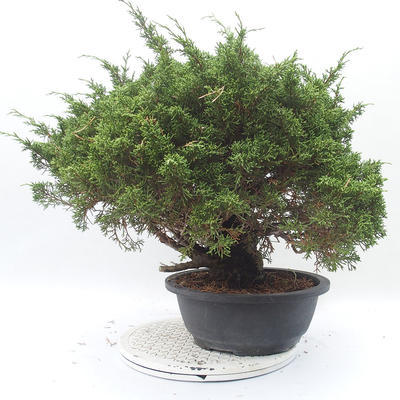 Vonkajšie bonsai - Juniperus chinensis Itoigawa -Jalovec čínsky - 3