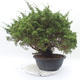 Vonkajšie bonsai - Juniperus chinensis Itoigawa -Jalovec čínsky - 3/5