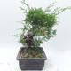 Vonkajšie bonsai - Juniperus chinensis Itoigawa -Jalovec čínsky - 3/5